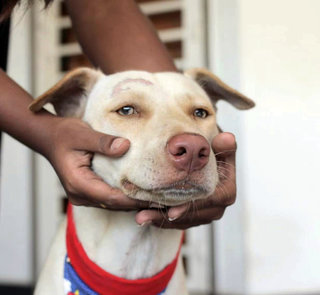 Toby - Mixed Breed Dog