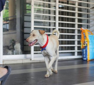 Toby - Mixed Breed Dog