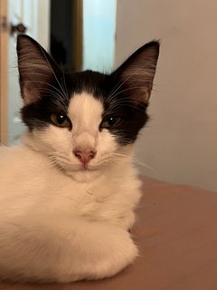 Oreo And Ash - Domestic Medium Hair + Domestic Long Hair Cat