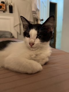 Oreo And Ash - Domestic Medium Hair + Domestic Long Hair Cat