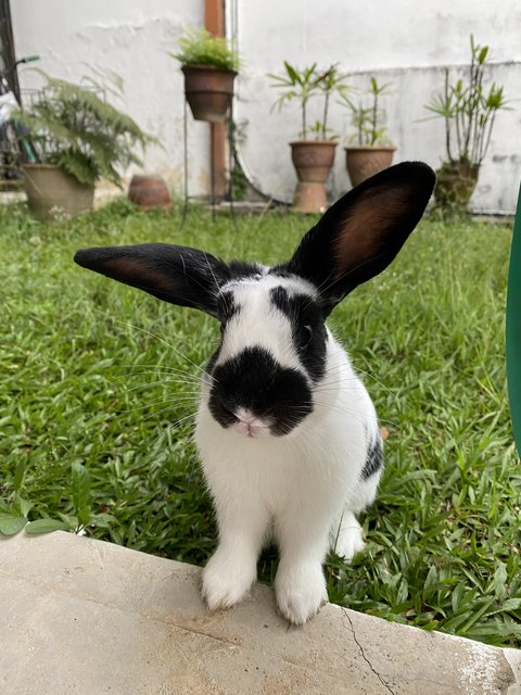 Arlo - Holland Lop Rabbit