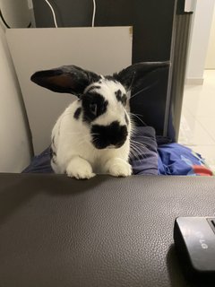 Arlo - Holland Lop Rabbit