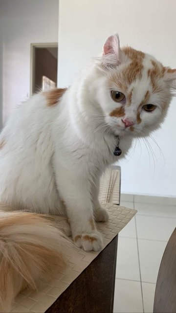 Oliver - American Curl + Persian Cat