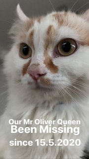 Oliver - American Curl + Persian Cat