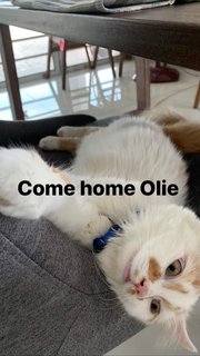 Oliver - American Curl + Persian Cat