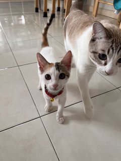 Miku/smol Kat - Domestic Short Hair Cat