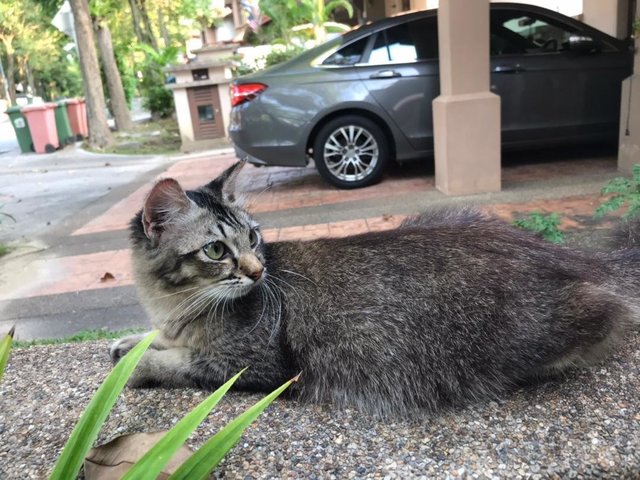 Pippo - Domestic Medium Hair Cat