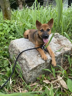 Ollie The Trail Explorer - Mixed Breed Dog