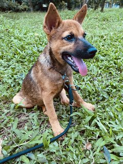 Ollie The Trail Explorer - Mixed Breed Dog