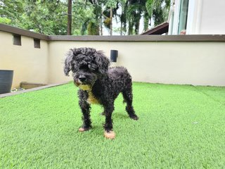 Dorian - Poodle + Shih Tzu Dog