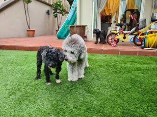 Dorian - Poodle + Shih Tzu Dog