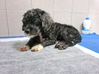 Dorian - Poodle + Shih Tzu Dog