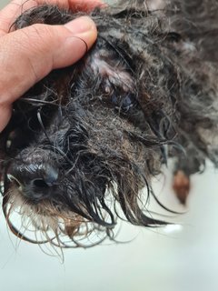 Matted fur and cataract