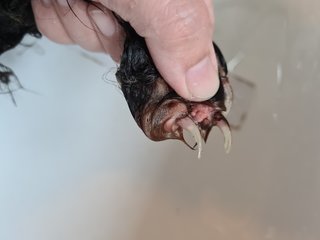 Long nails left unattended by former owner