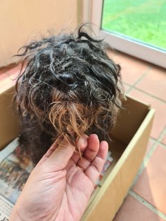 Day 1 of rescue with matted fur and nasal discharge