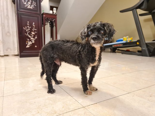 Dorian - Poodle + Shih Tzu Dog