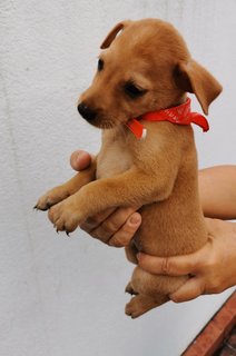 Goldie - Mixed Breed Dog