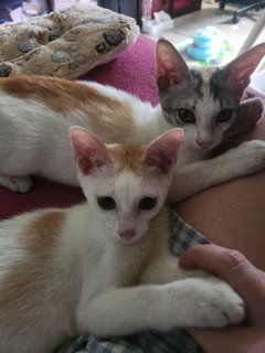 Sky &amp; Juju - Domestic Short Hair Cat