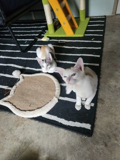 Sky &amp; Juju - Domestic Short Hair Cat