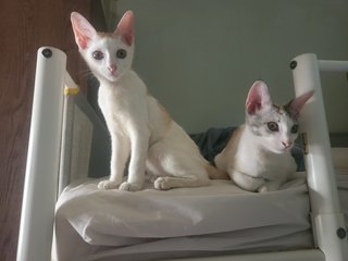 Sky &amp; Juju - Domestic Short Hair Cat