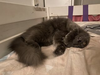 Marceline - British Shorthair + Domestic Long Hair Cat