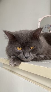 Marceline - British Shorthair + Domestic Long Hair Cat