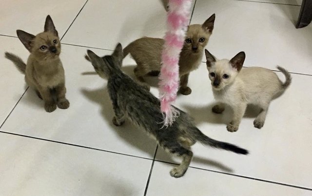 Siamese Kittens - Siamese + Domestic Short Hair Cat