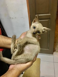 Siamese Kittens - Siamese + Domestic Short Hair Cat