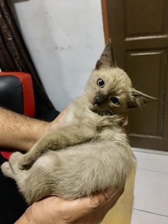 Siamese Kittens - Siamese + Domestic Short Hair Cat