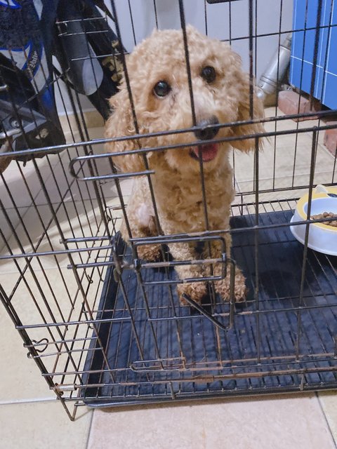 Rosy - Poodle Dog