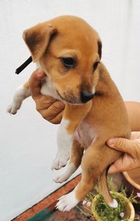 Ringo - Mixed Breed Dog