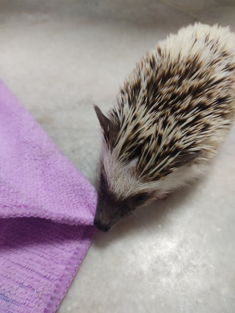 Anya - Hedgehog Small & Furry