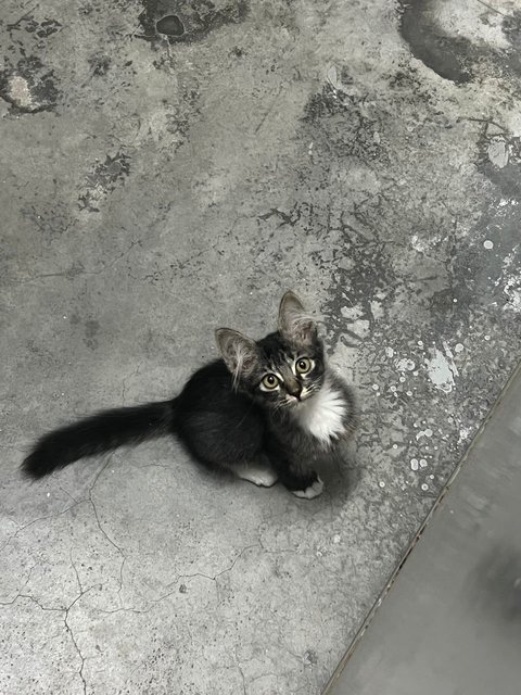 Furry - Domestic Long Hair Cat