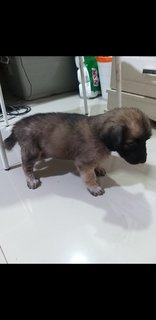 2 Months Mixed Labrador  - Mixed Breed Dog