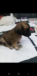 2 Months Mixed Labrador  - Mixed Breed Dog