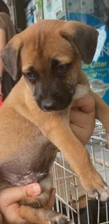 2 Months Mixed Labrador  - Mixed Breed Dog