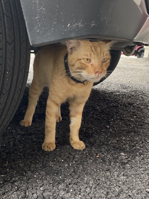 Lost Cat Ampang - Domestic Short Hair Cat