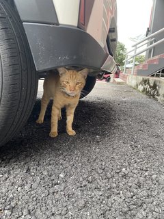 Lost Cat Ampang - Domestic Short Hair Cat