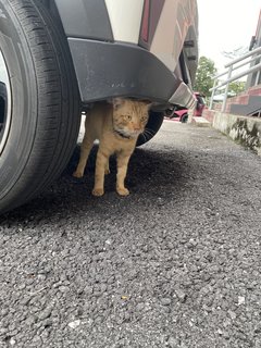 Lost Cat Ampang - Domestic Short Hair Cat