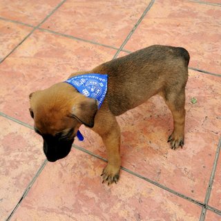 Milo - Mixed Breed Dog