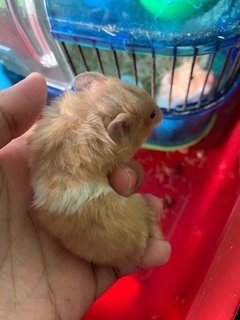 Hamster  - Syrian / Golden Hamster Hamster