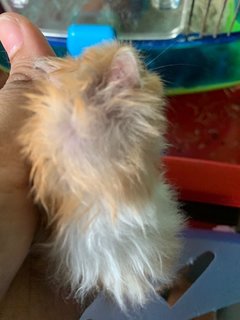 Hamster  - Syrian / Golden Hamster Hamster