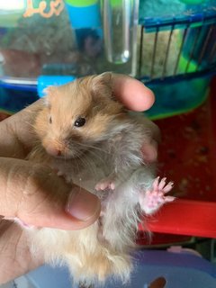 Hamster  - Syrian / Golden Hamster Hamster