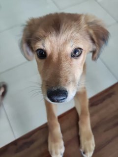 Copacabana And Precious - Mixed Breed Dog