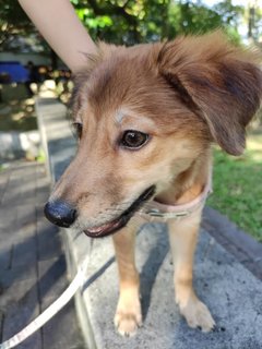 Copacabana And Precious - Mixed Breed Dog