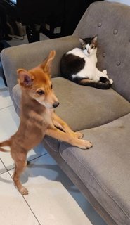 Copacabana And Precious - Mixed Breed Dog