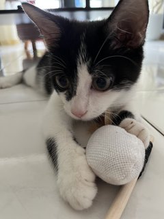 Billy - British Shorthair + Domestic Short Hair Cat