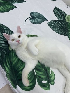 Cloud🤍 - Turkish Angora Cat