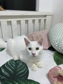 Cloud🤍 - Turkish Angora Cat