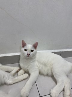 Cloud🤍 - Turkish Angora Cat